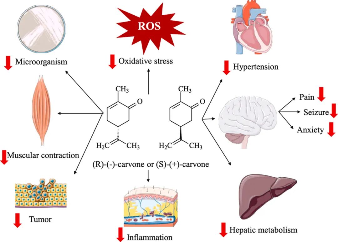 香精與香料(47)—香芹酮與葛縷子、留蘭香、蒔蘿