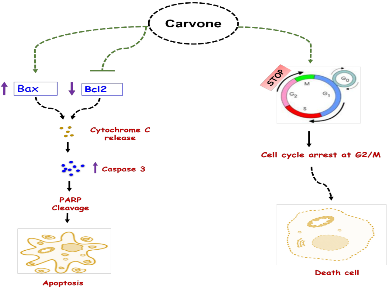 香精與香料(47)—香芹酮與葛縷子、留蘭香、蒔蘿