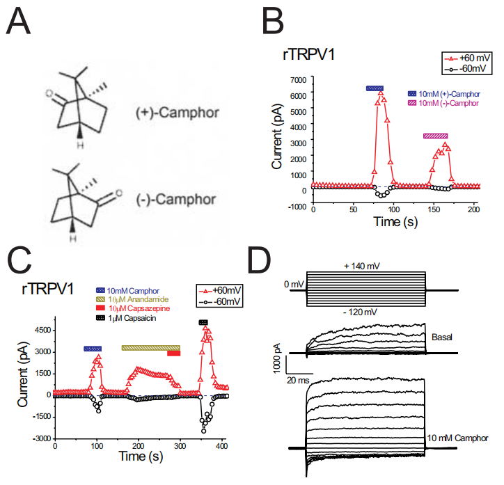 香精與香料(49)—樟腦(莰酮、龍腦酮)