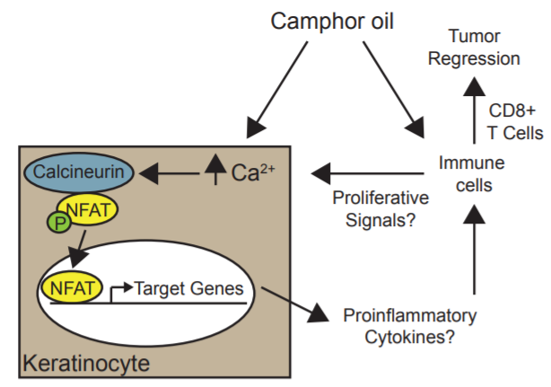 香精與香料(49)—樟腦(莰酮、龍腦酮)