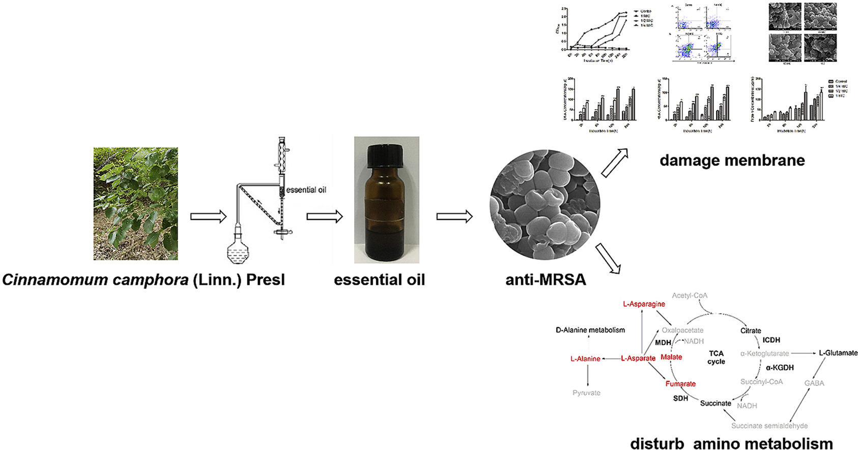 香精與香料(49)—樟腦(莰酮、龍腦酮)