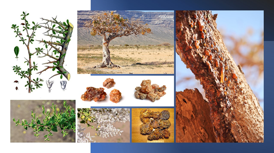 香精與香料(84)—沒(méi)藥香 香精與香料(84)—沒(méi)藥香