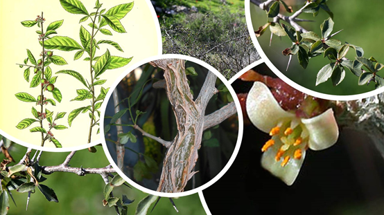 香精與香料(84)—沒(méi)藥香 香精與香料(84)—沒(méi)藥香