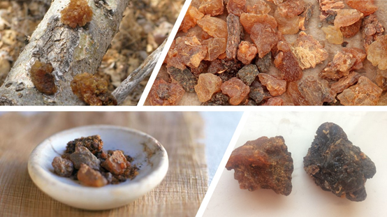 香精與香料(84)—沒(méi)藥香 香精與香料(84)—沒(méi)藥香