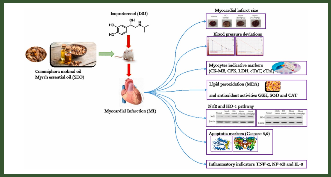 香精與香料(84)—沒(méi)藥香 香精與香料(84)—沒(méi)藥香