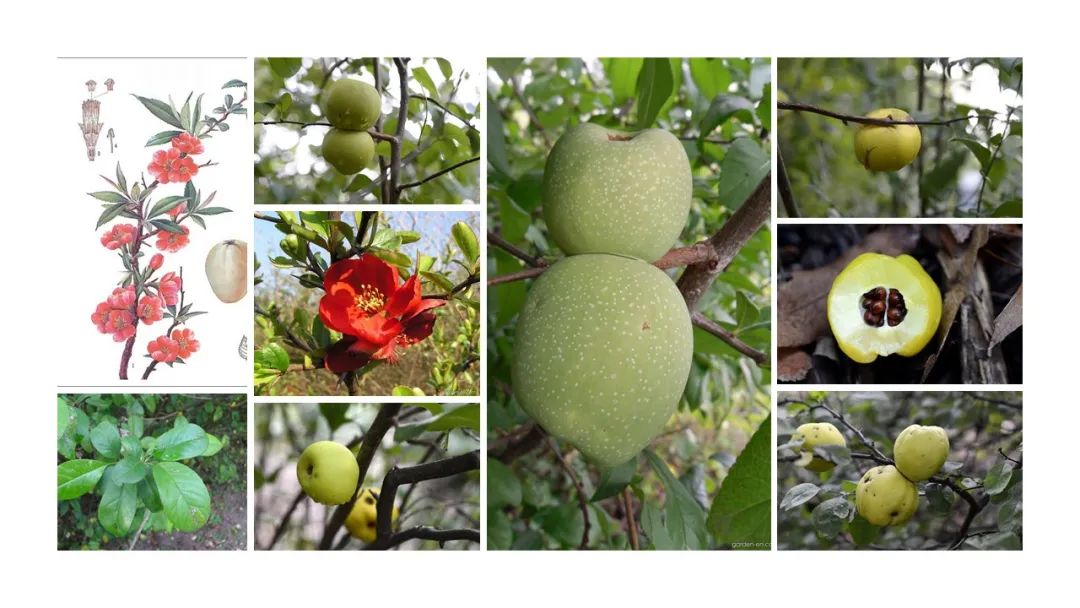 香精與香料(92)—榠楂