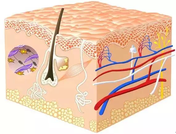 化妝品成分表中的各類成分 都有什么作用？（珍藏版）