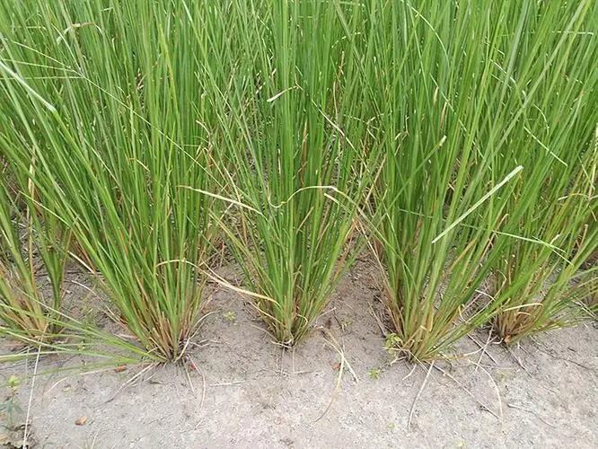 萬能的木質(zhì)香氣—香根草 萬能的木質(zhì)香氣—香根草