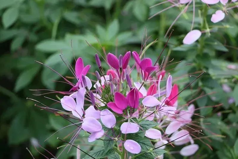 芳香療法，一個起源于5000年前的神秘學科