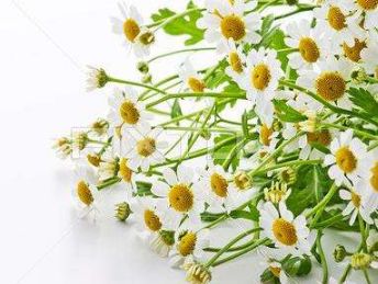 羅馬洋甘菊與德國洋甘菊精油 羅馬洋甘菊與德國洋甘菊精油