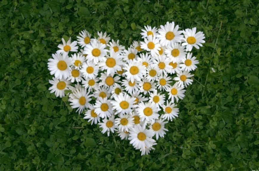 羅馬洋甘菊與德國洋甘菊精油 羅馬洋甘菊與德國洋甘菊精油