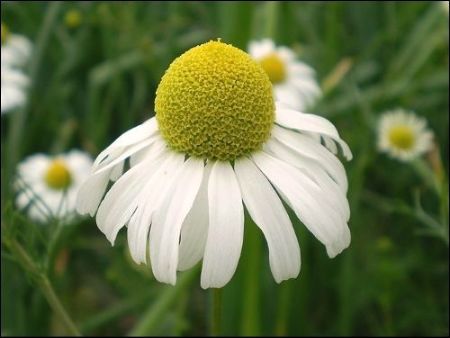 羅馬洋甘菊與德國洋甘菊精油 羅馬洋甘菊與德國洋甘菊精油