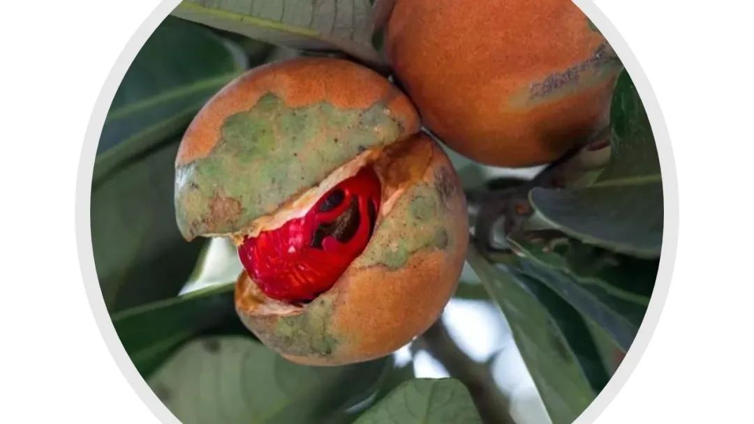 香精與香料(152)—豆蔻 香精與香料(152)—豆蔻