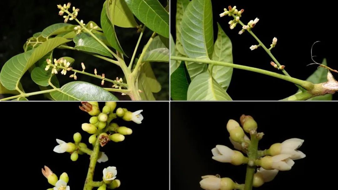 香精與香料(160)—橄欖 香精與香料(160)—橄欖