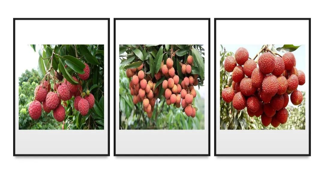 香精與香料(162)—荔枝 香精與香料(162)—荔枝