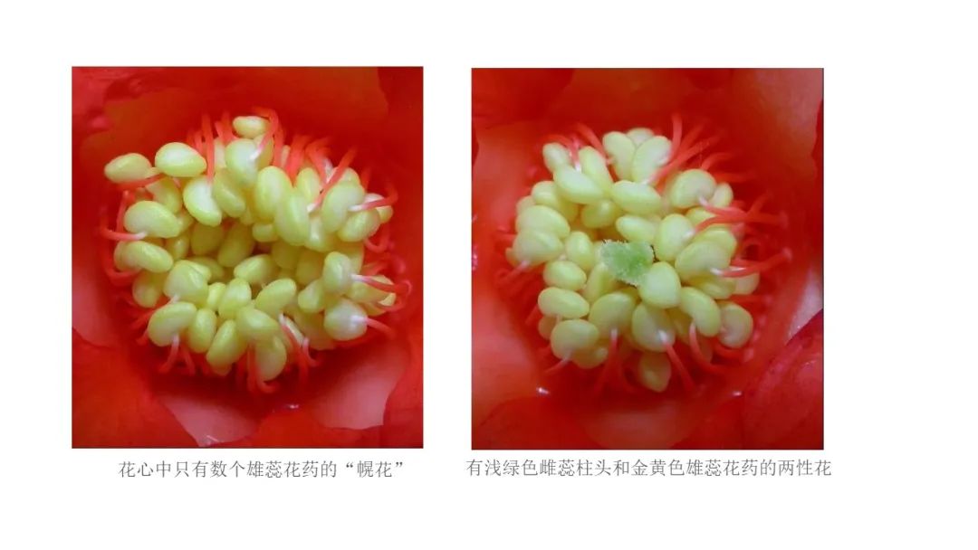 香精與香料(163)—石榴 香精與香料(163)—石榴