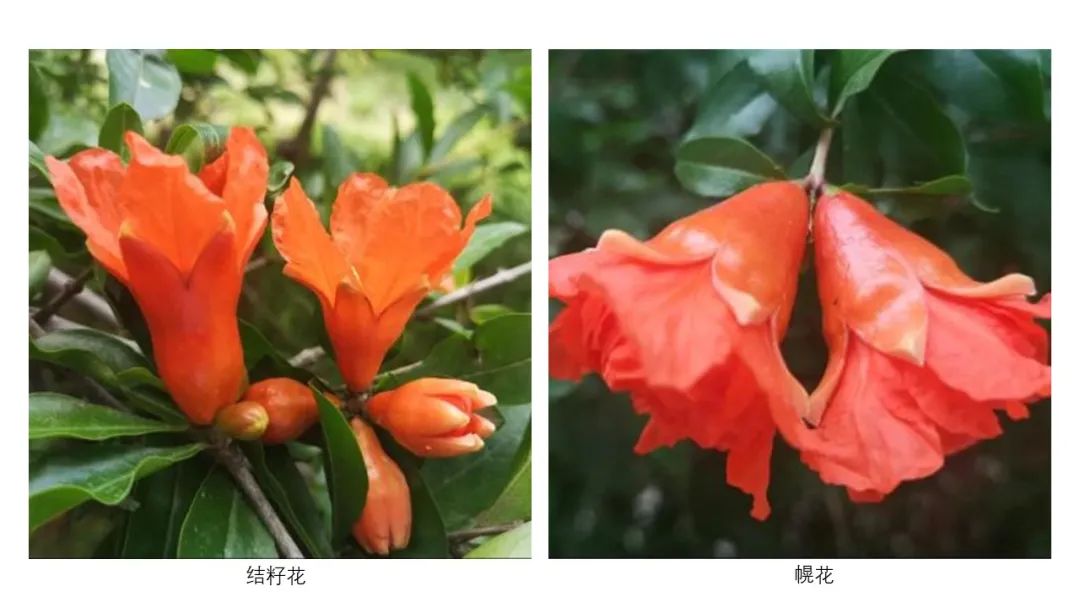 香精與香料(163)—石榴 香精與香料(163)—石榴