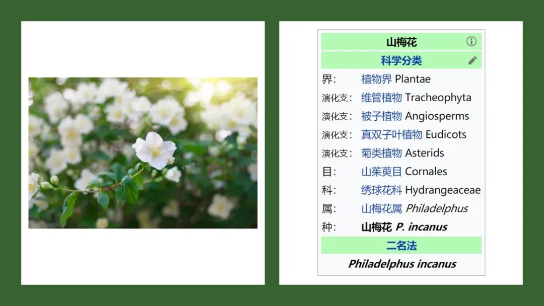香精與香料(169)—山梅花
