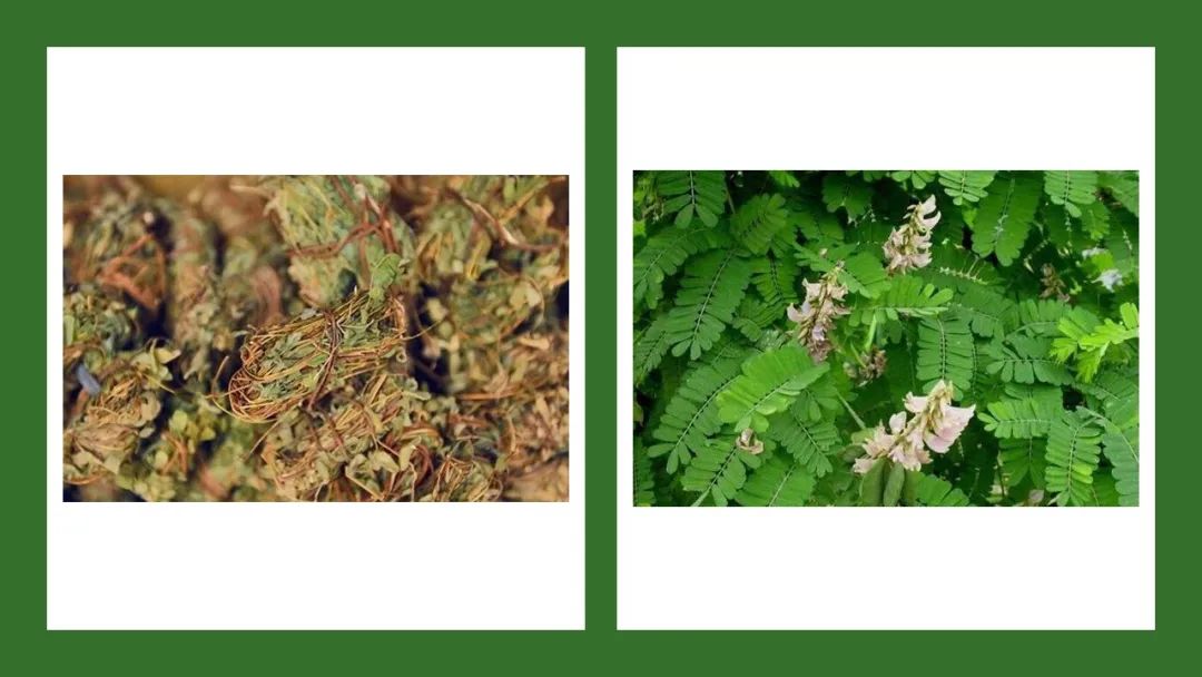 香精與香料(178)—雞骨草 香精與香料(178)—雞骨草