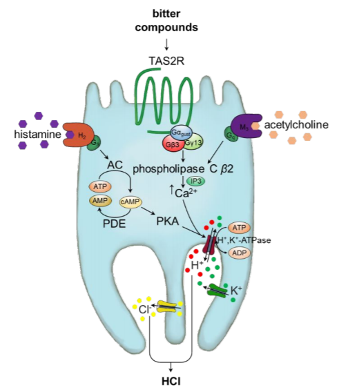 JAFC09052022風(fēng)味文獻(xiàn)速覽 JAFC09052022風(fēng)味文獻(xiàn)速覽