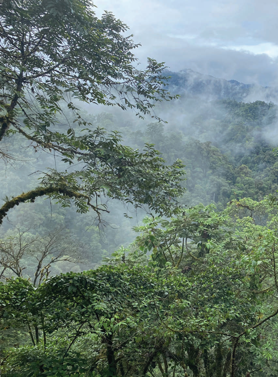 投資于植物保護(hù)的香精配方 投資于植物保護(hù)的香精配方