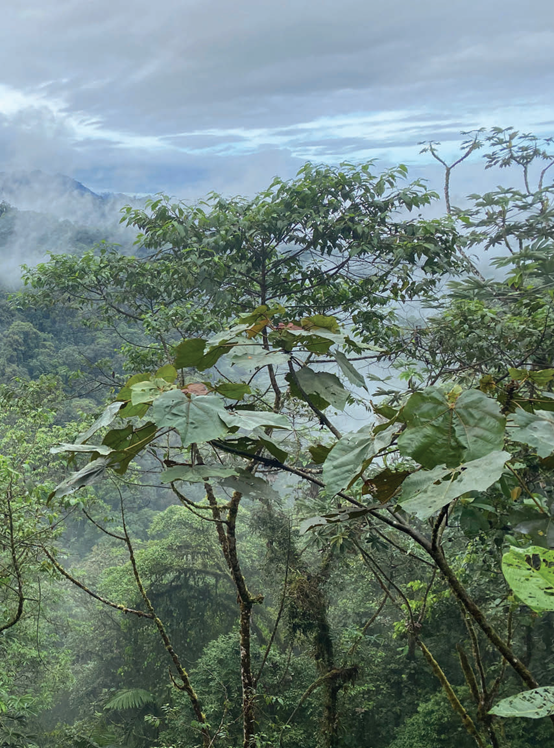 投資于植物保護(hù)的香精配方 投資于植物保護(hù)的香精配方