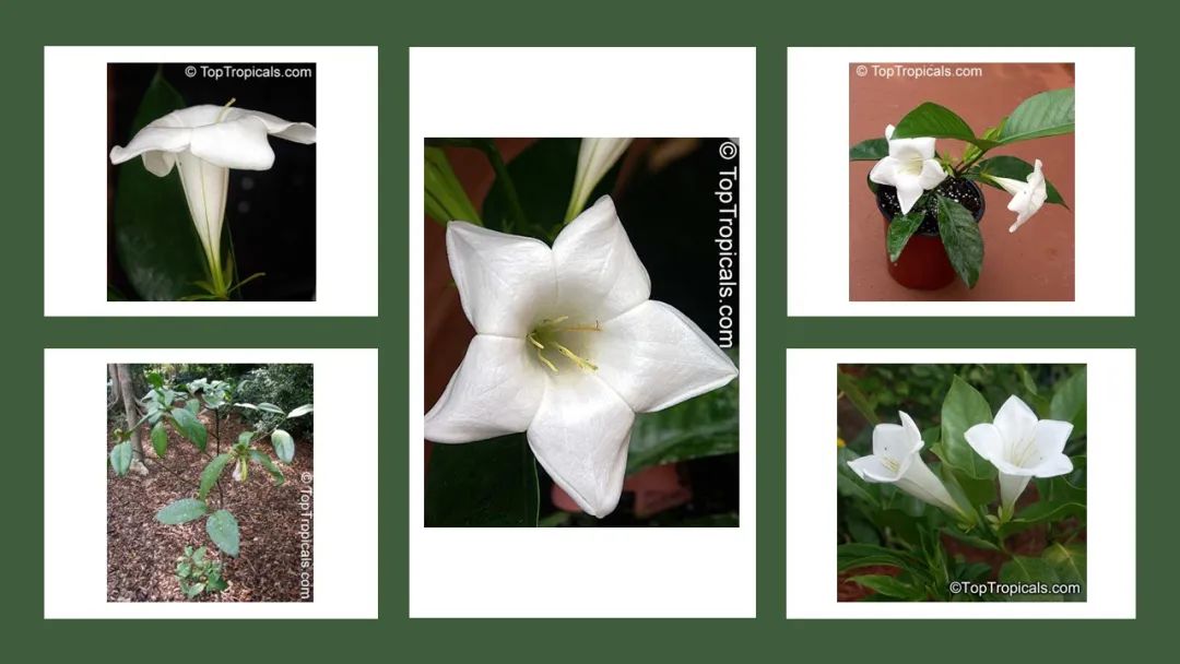 投資于植物保護(hù)的香精配方 投資于植物保護(hù)的香精配方