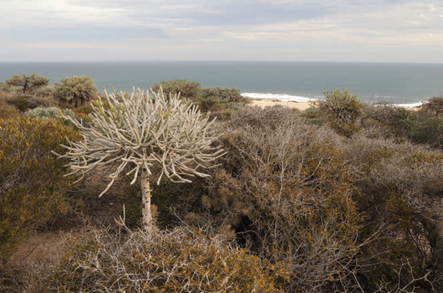 投資于植物保護(hù)的香精配方 投資于植物保護(hù)的香精配方