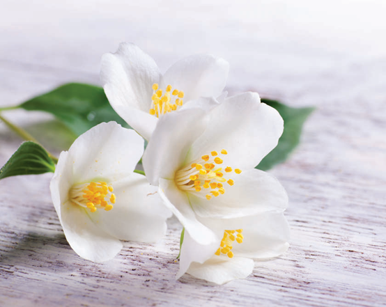 香料筆記：二氫茉莉酮酸甲酯，本身就是一種香水