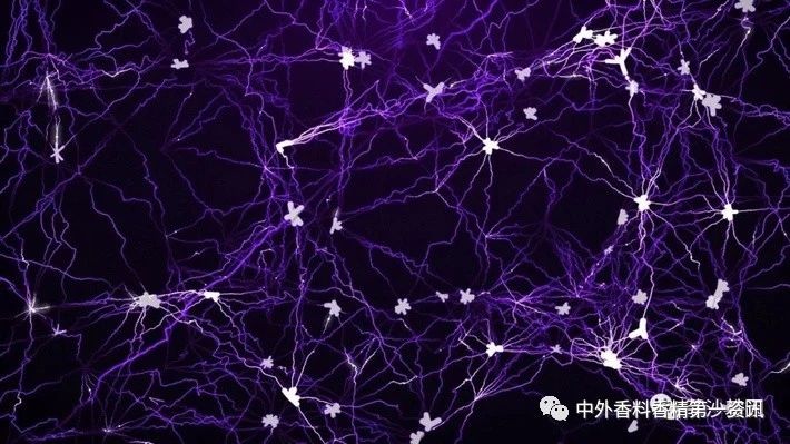 揭開嗅覺(jué)之謎