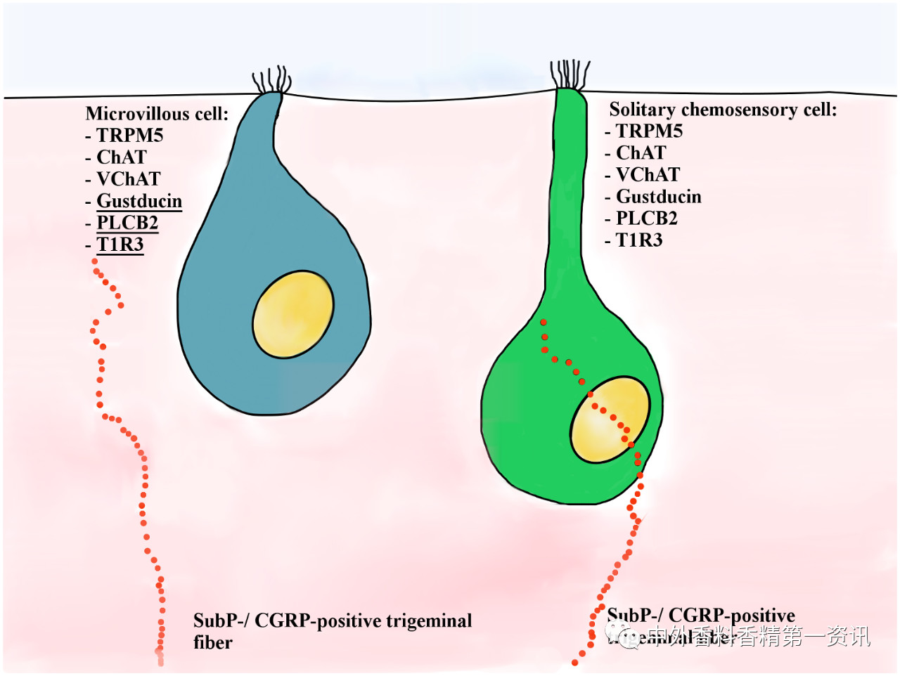 揭開嗅覺(jué)之謎