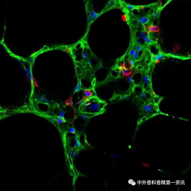 揭開嗅覺(jué)之謎