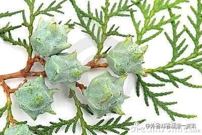 Flavor & Fragrance 文獻綜述：天然香精提取，生產(chǎn)和研究領(lǐng)域的進展