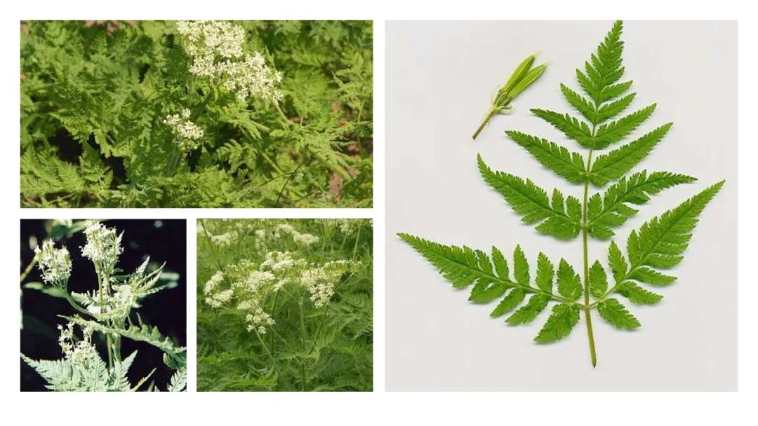 世界地理香料索引 (1)World Geographic Spice Index(1) 世界地理香料索引 (1)World Geographic Spice Index(1)