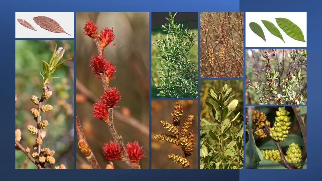 世界地理香料索引 (1)World Geographic Spice Index(1) 世界地理香料索引 (1)World Geographic Spice Index(1)