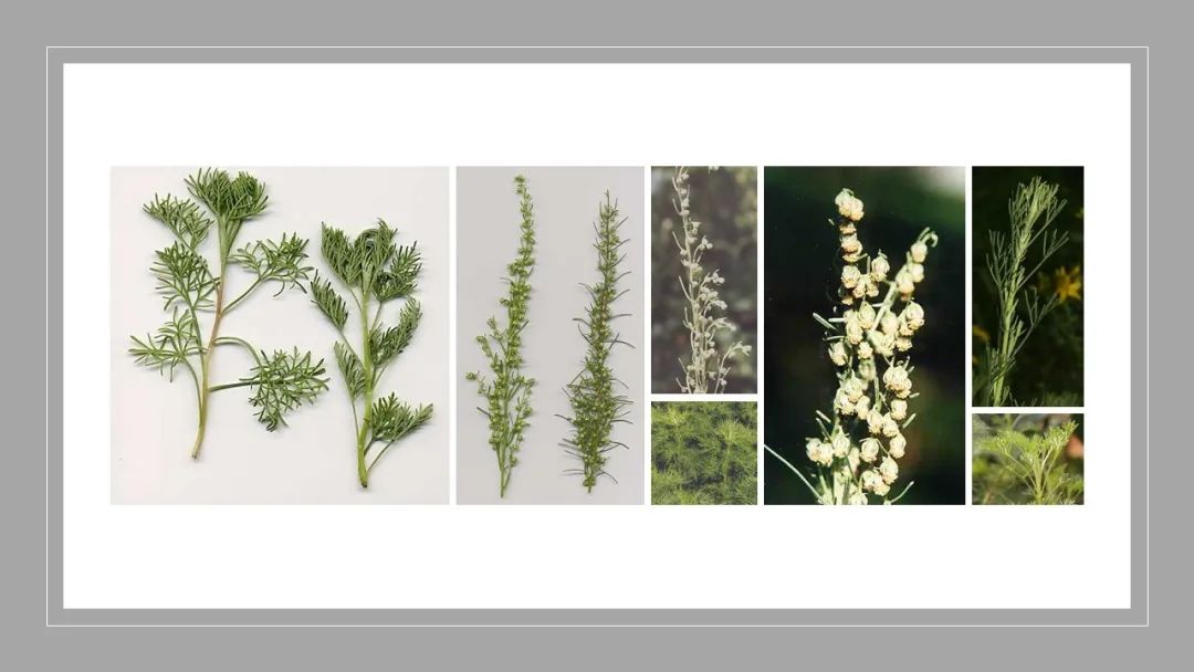 世界地理香料索引 (1)World Geographic Spice Index(1) 世界地理香料索引 (1)World Geographic Spice Index(1)