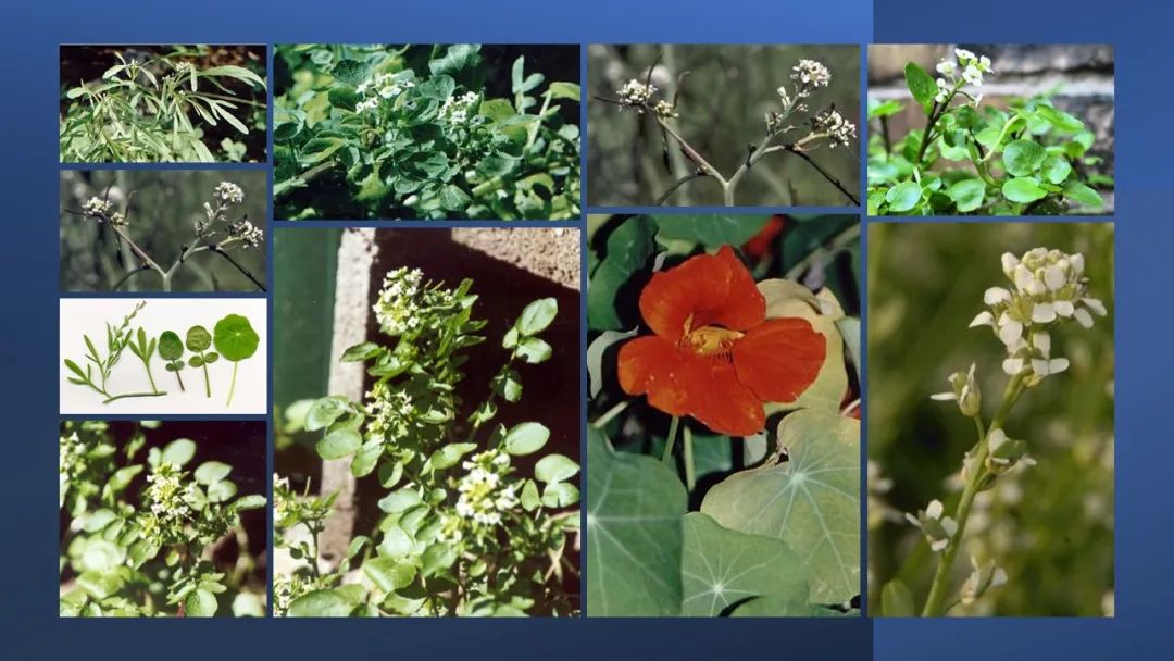 世界地理香料索引 (1)World Geographic Spice Index(1) 世界地理香料索引 (1)World Geographic Spice Index(1)