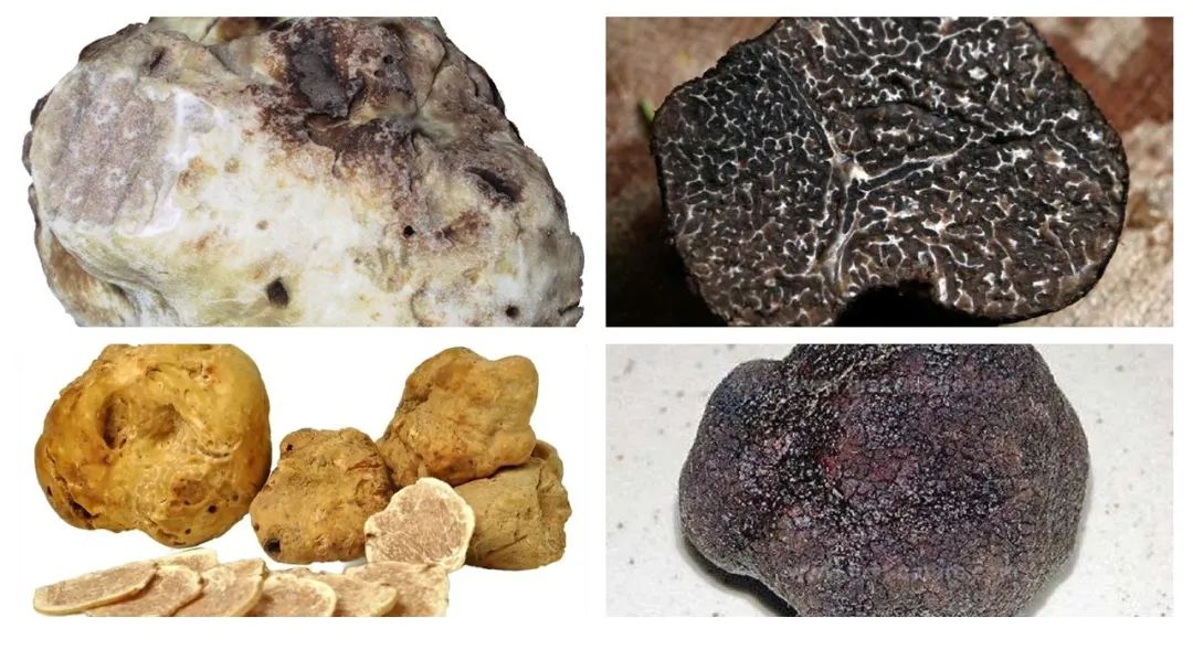 世界地理香料索引 (1)World Geographic Spice Index(1) 世界地理香料索引 (1)World Geographic Spice Index(1)