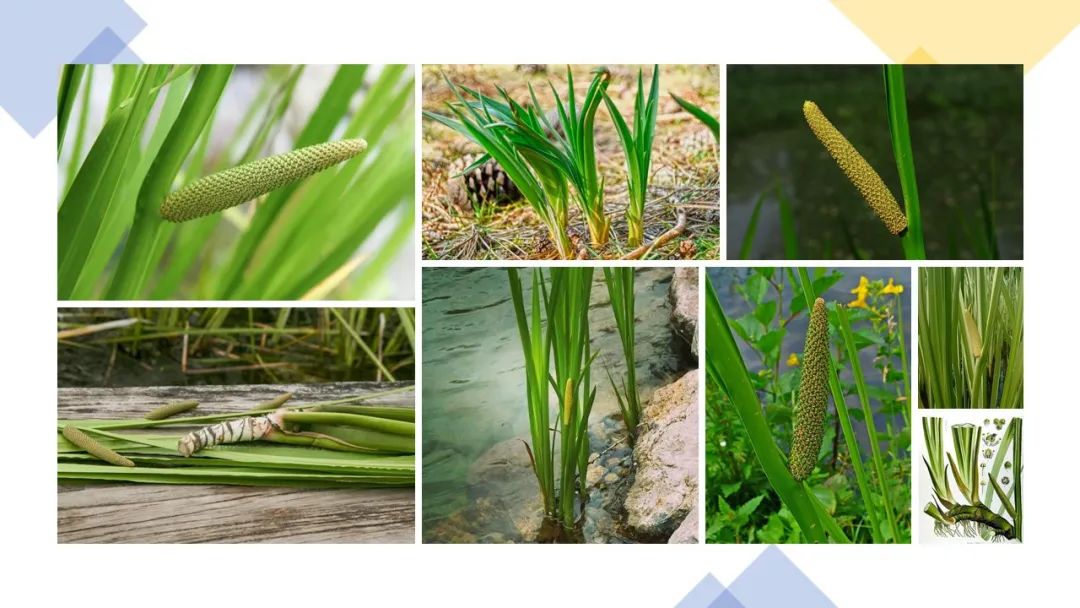 世界地理香料索引 (1)World Geographic Spice Index(1) 世界地理香料索引 (1)World Geographic Spice Index(1)