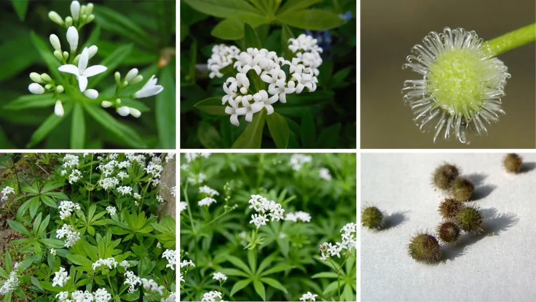 世界地理香料索引 (1)World Geographic Spice Index(1) 世界地理香料索引 (1)World Geographic Spice Index(1)