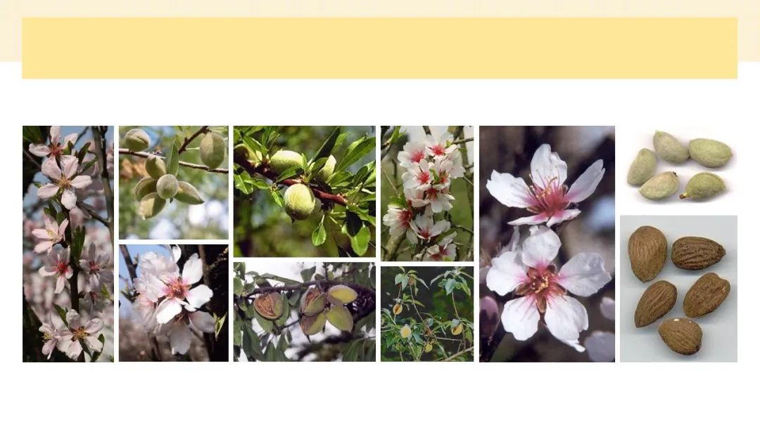 世界地理香料索引(3)——Geographic Spice Index(3) 世界地理香料索引(3)——Geographic Spice Index(3)