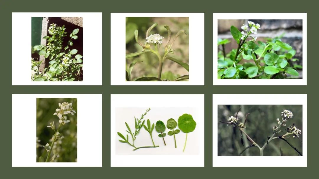 世界地理香料索引(3)——Geographic Spice Index(3) 世界地理香料索引(3)——Geographic Spice Index(3)