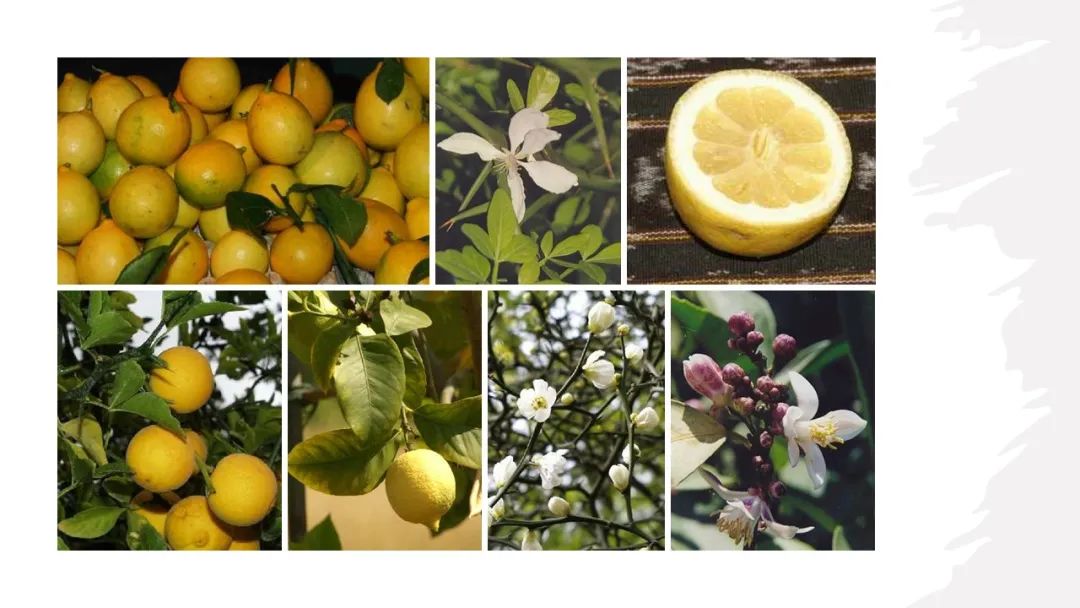 世界地理香料索引(3)——Geographic Spice Index(3) 世界地理香料索引(3)——Geographic Spice Index(3)