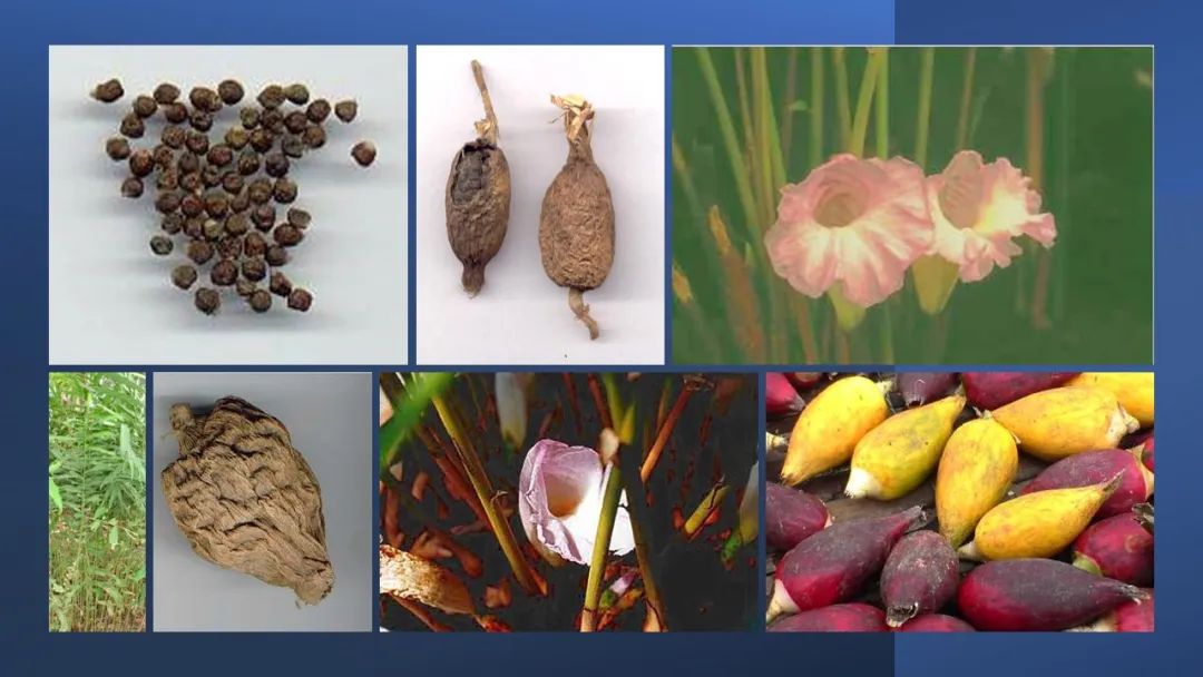 世界地理香料索引(7)—World Geographic Spice Index 世界地理香料索引(7)—World Geographic Spice Index