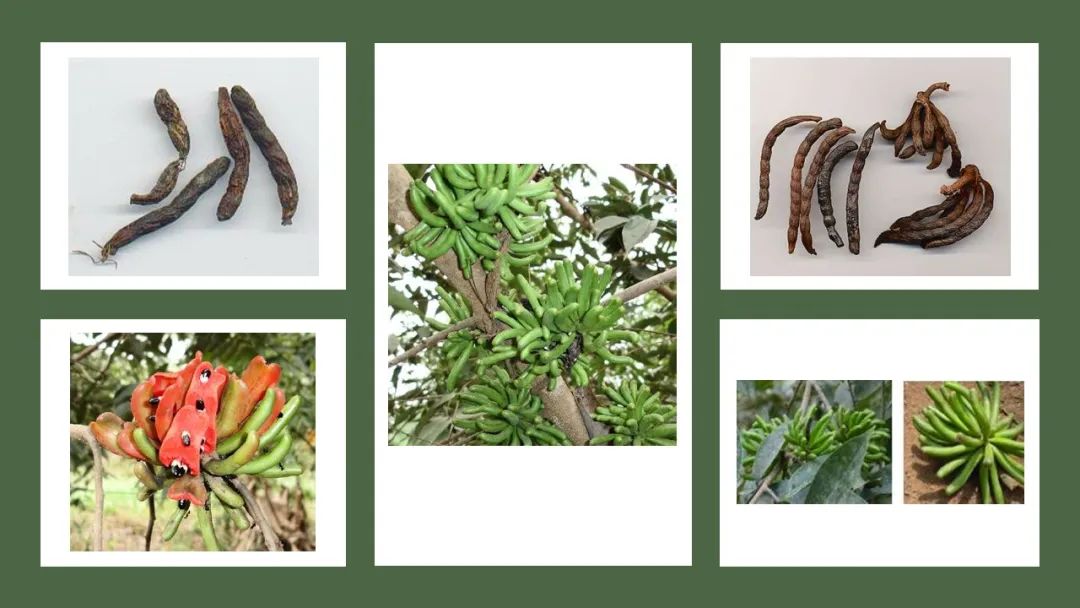 世界地理香料索引(7)—World Geographic Spice Index 世界地理香料索引(7)—World Geographic Spice Index