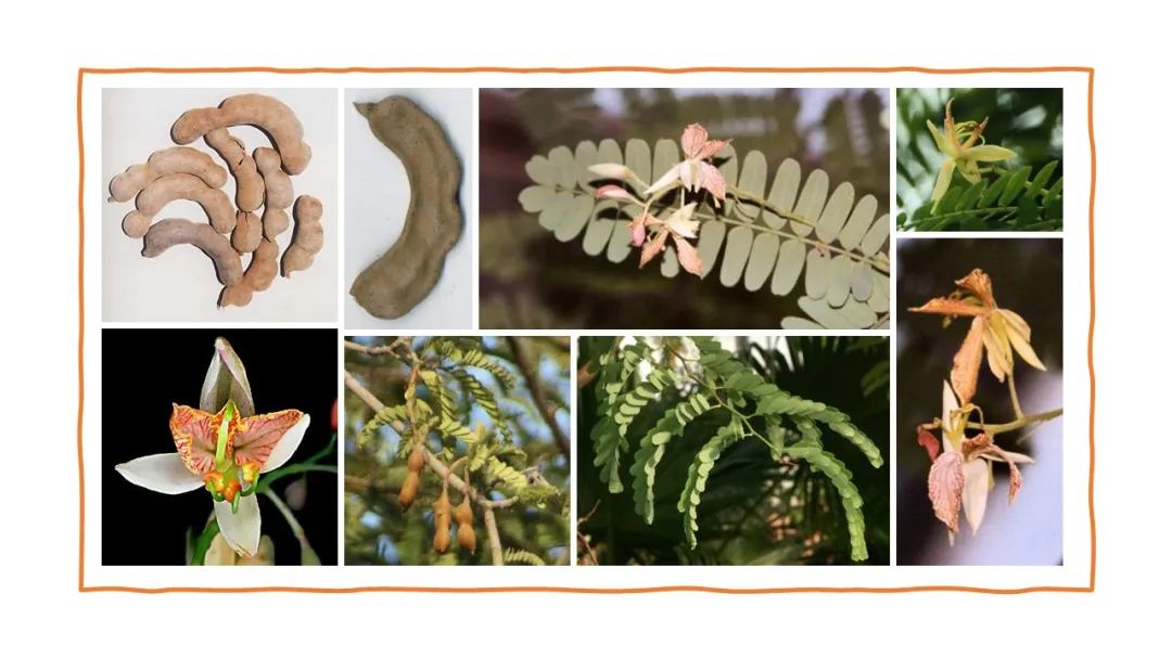 世界地理香料索引(7)—World Geographic Spice Index 世界地理香料索引(7)—World Geographic Spice Index