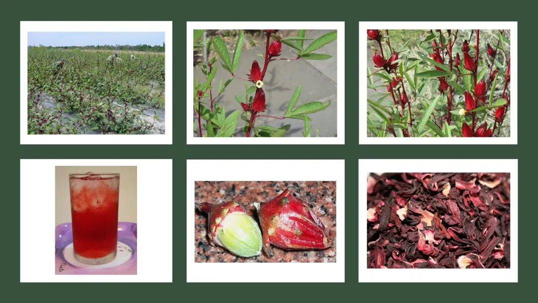 世界地理香料索引(7)—World Geographic Spice Index 世界地理香料索引(7)—World Geographic Spice Index