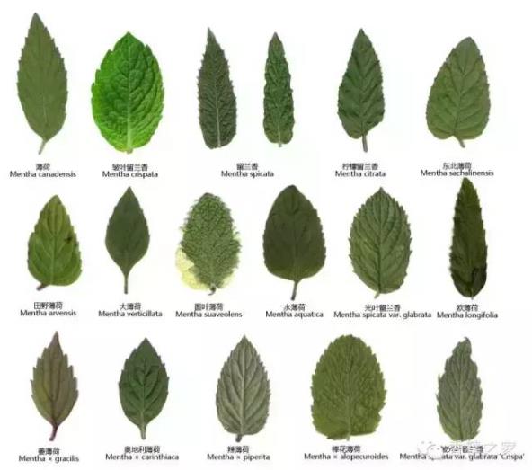 薄荷屬，你了解多少？