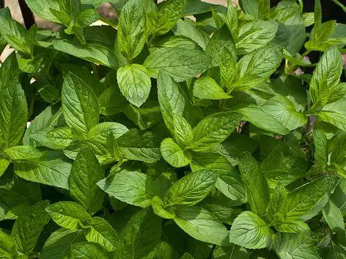 薄荷屬，你了解多少？