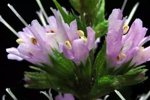 薄荷屬，你了解多少？